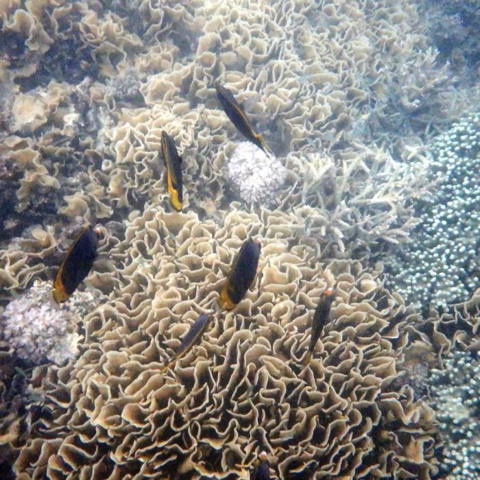Chaetodon flavirostris