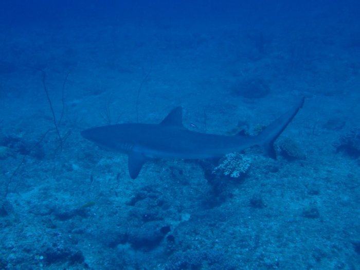 Carcharhinus amblyrhynchos