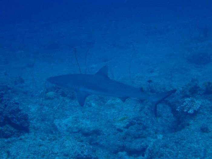 Carcharhinus amblyrhynchos