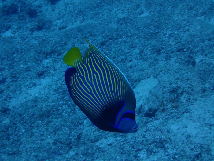Pomacanthus imperator