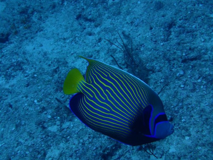 Pomacanthus imperator