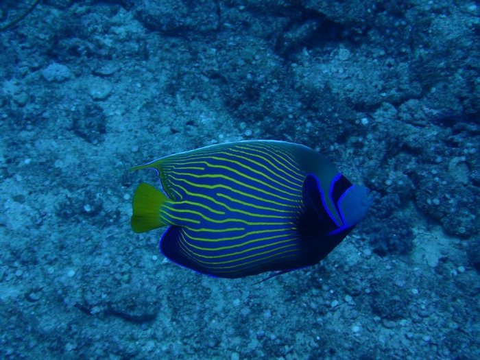 Pomacanthus imperator