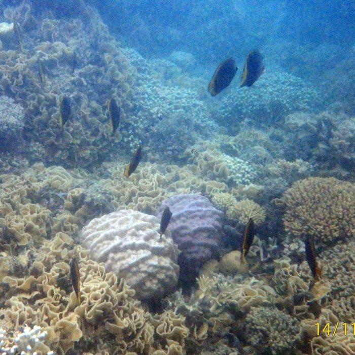 Chaetodon flavirostris