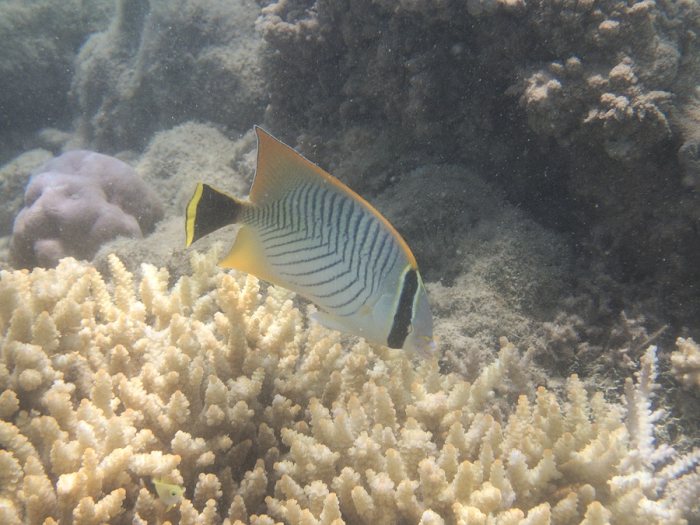 Chaetodon trifascialis