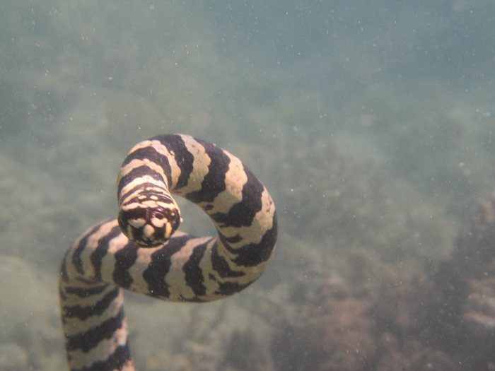 Emydocephalus annulatus