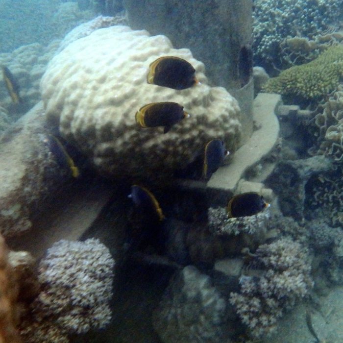 Chaetodon flavirostris