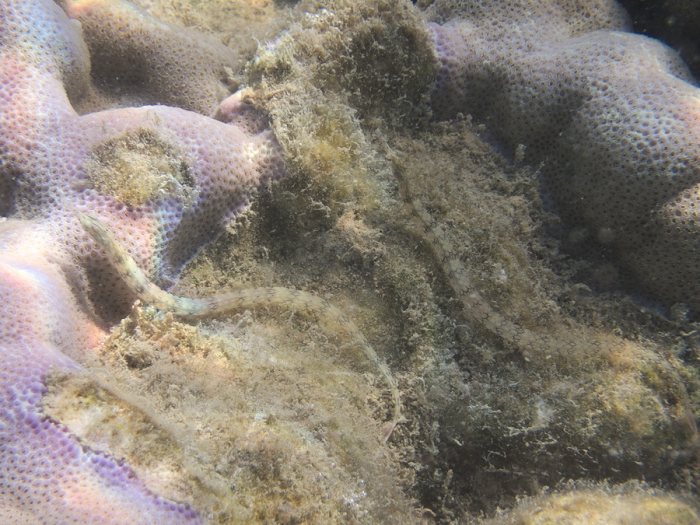 Corythoichthys haematopterus
