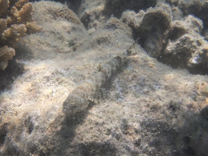 Saurida gracilis