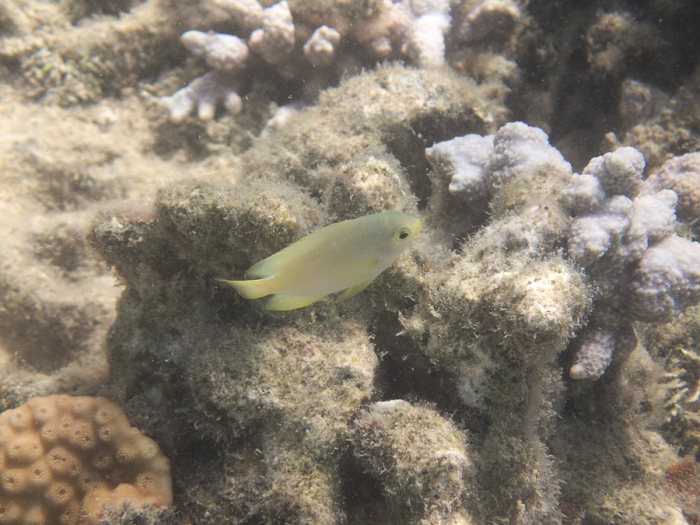 Amblyglyphidodon aureus
