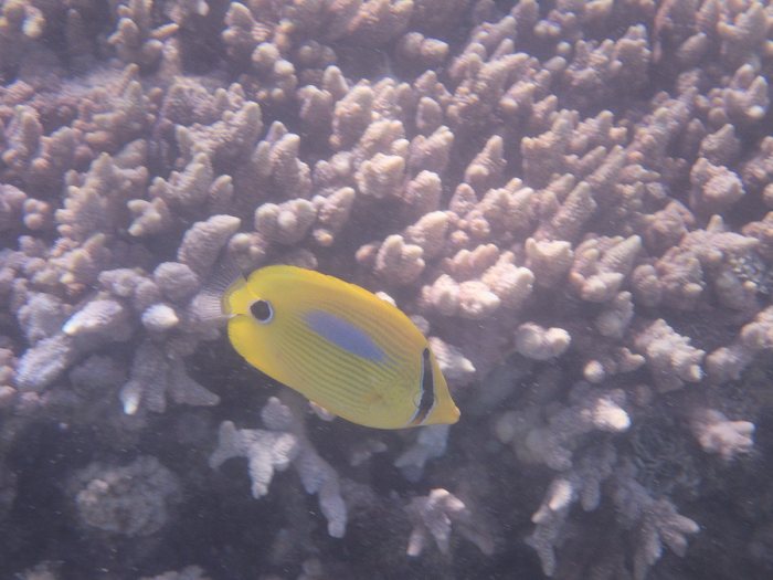 Chaetodon plebeius