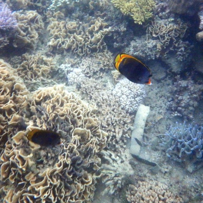 Chaetodon flavirostris