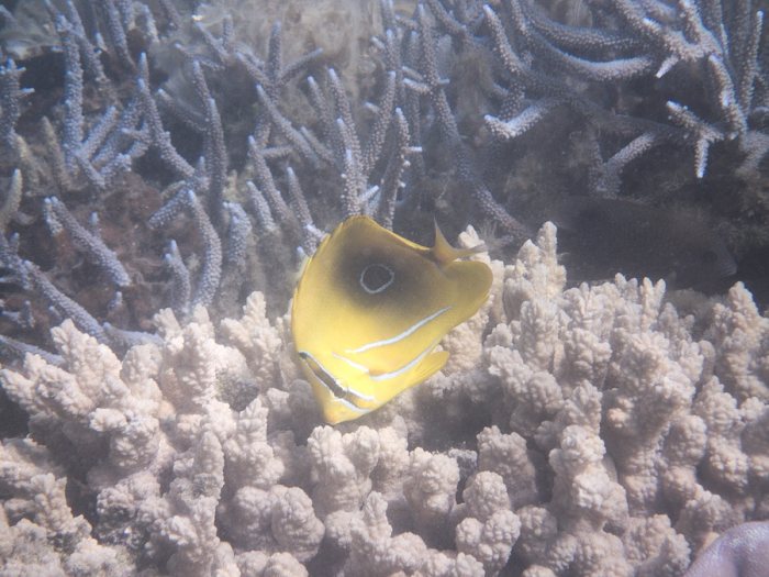 Chaetodon bennetti