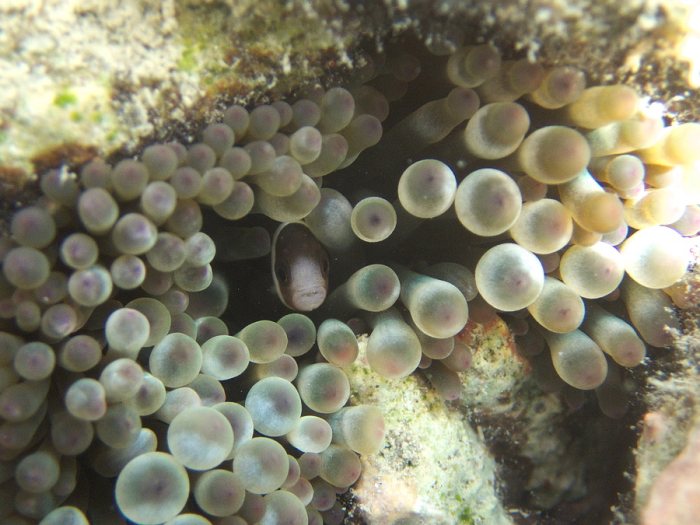 Amphiprion melanopus