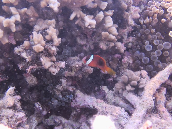 Amphiprion melanopus