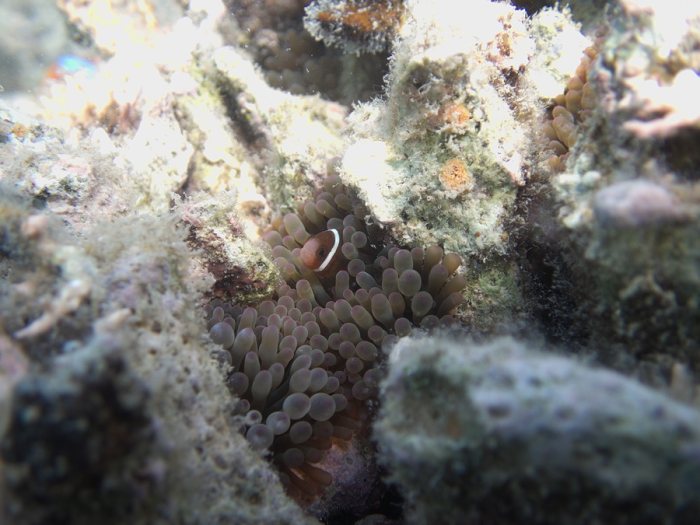 Amphiprion melanopus