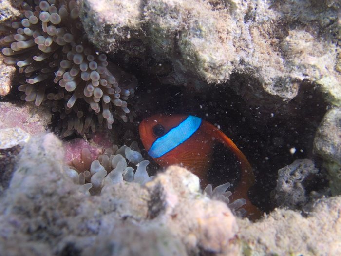 Amphiprion melanopus