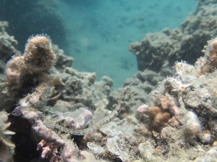 Corythoichthys haematopterus