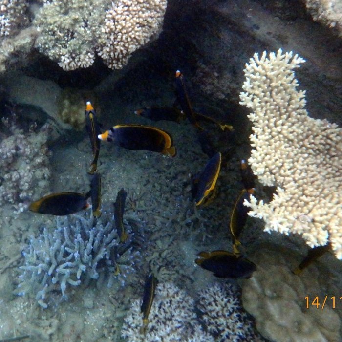 Chaetodon flavirostris