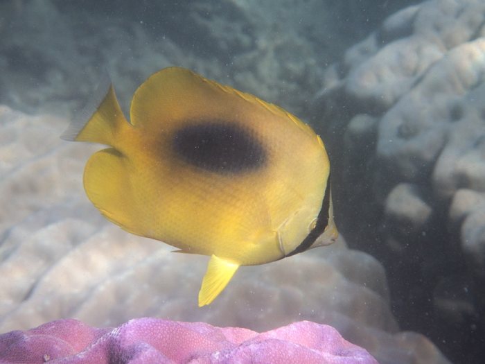 Chaetodon speculum