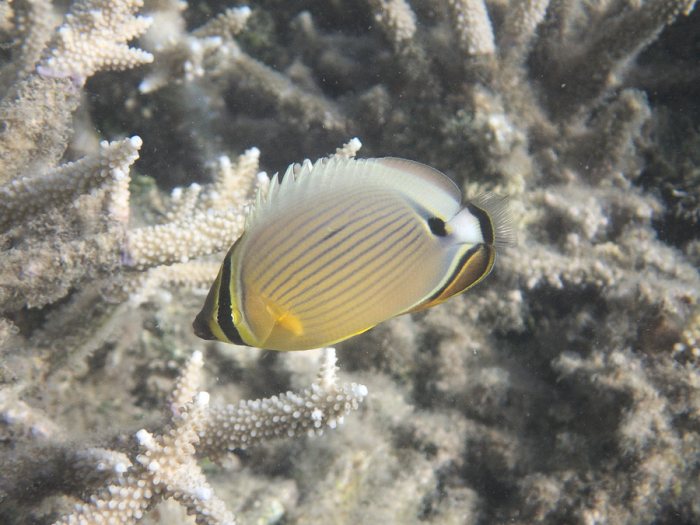 Chaetodon lunulatus