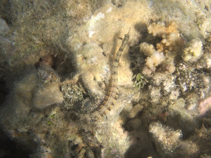 Corythoichthys haematopterus