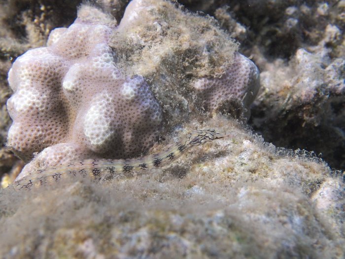 Corythoichthys haematopterus