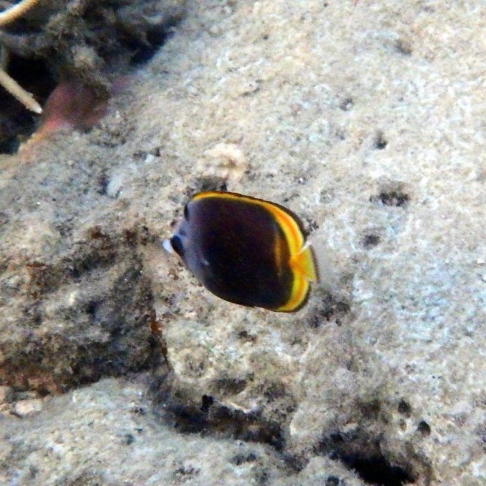 Chaetodon flavirostris