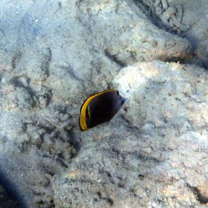 Chaetodon flavirostris