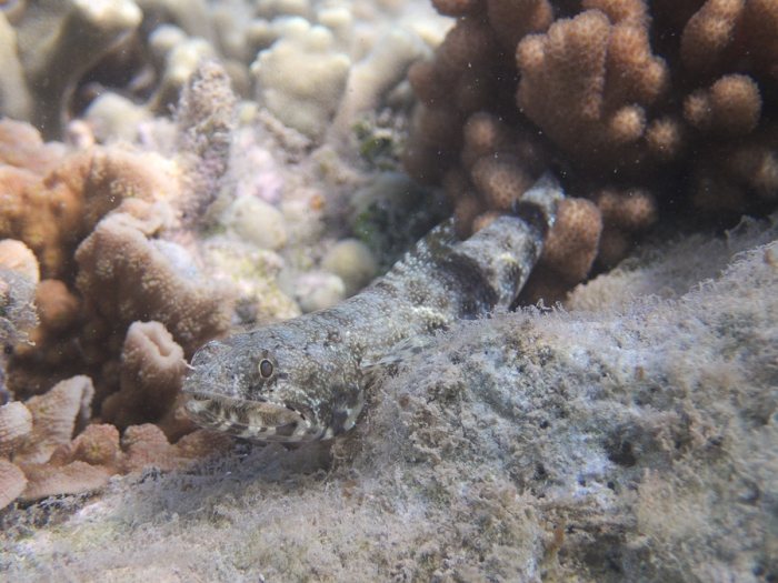 Saurida gracilis