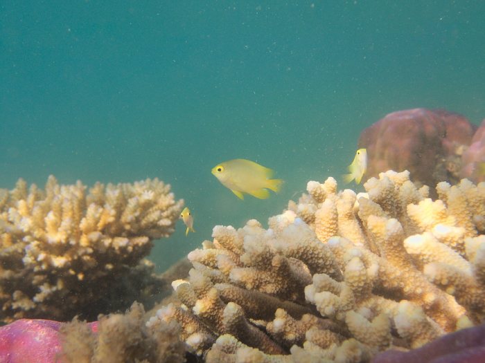 Amblyglyphidodon aureus