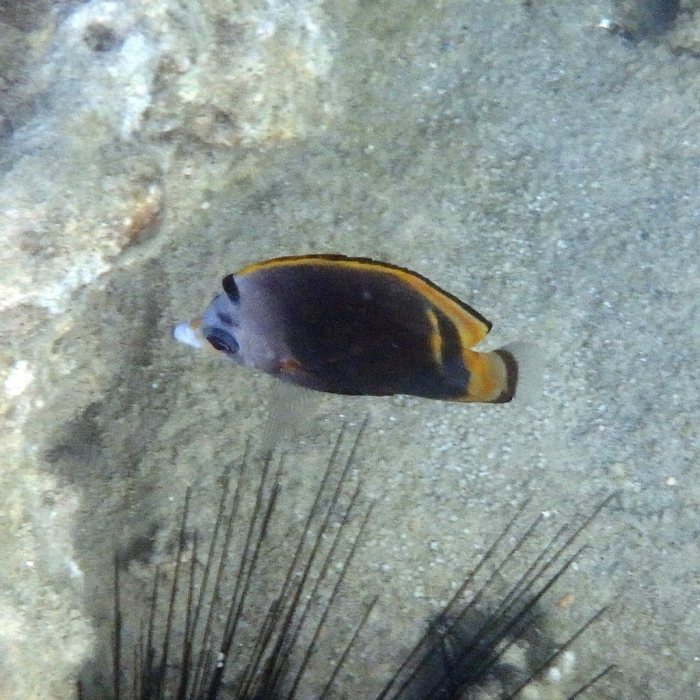 Chaetodon flavirostris