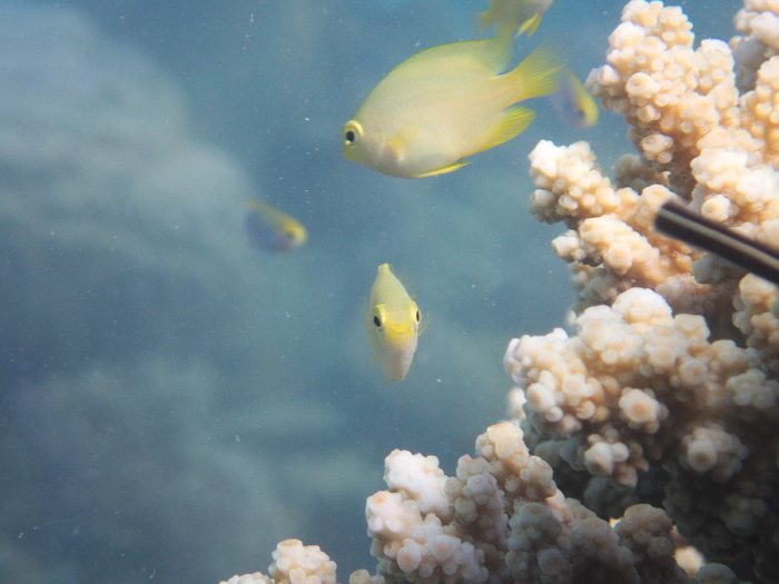 Amblyglyphidodon aureus