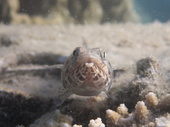 Saurida gracilis