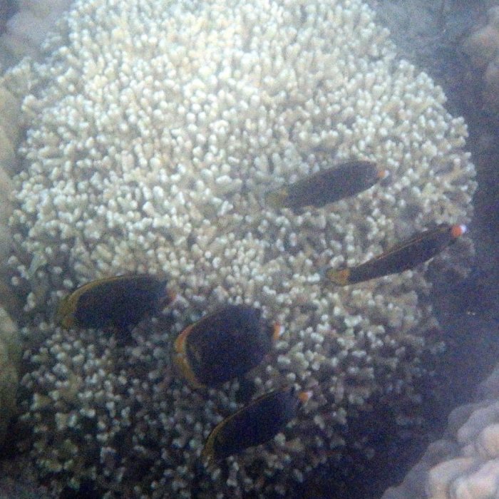 Chaetodon flavirostris