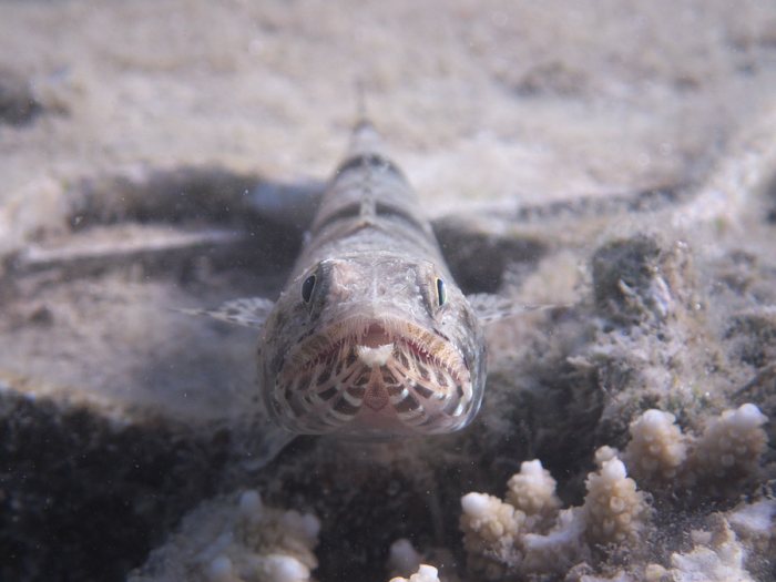 Saurida gracilis