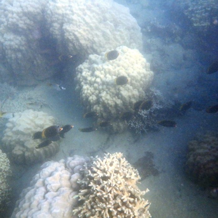 Chaetodon flavirostris