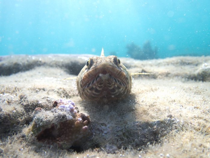 Saurida gracilis