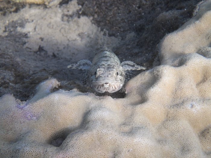 Saurida gracilis