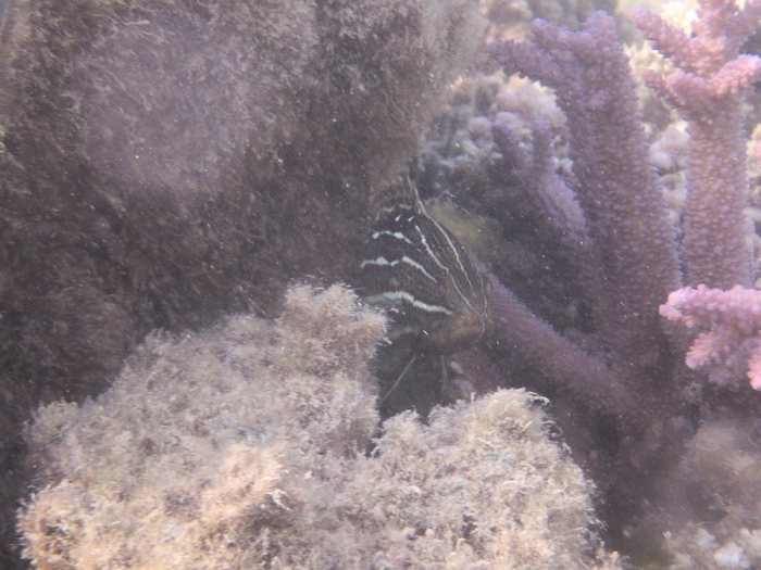 Anyperodon leucogrammicus