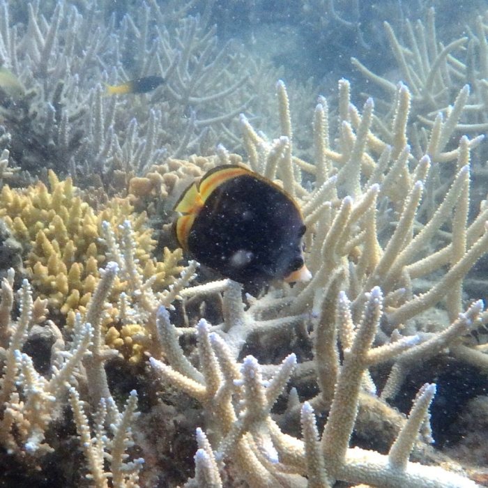 Chaetodon flavirostris