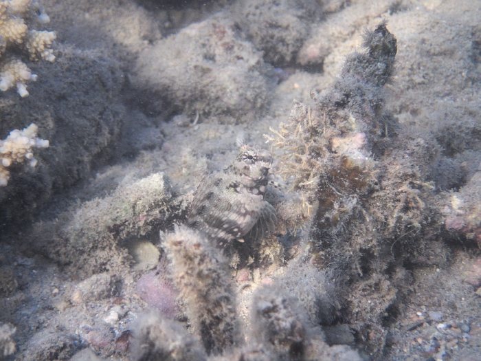 Salarias fasciatus