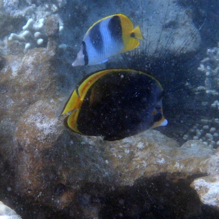 Chaetodon flavirostris