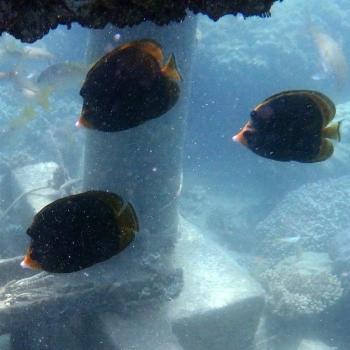 Chaetodon flavirostris