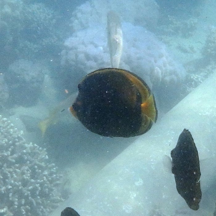 Chaetodon flavirostris