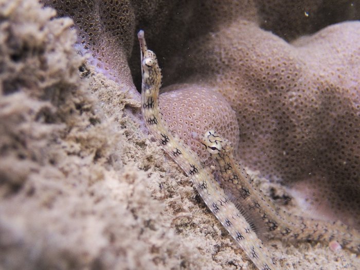 Corythoichthys haematopterus
