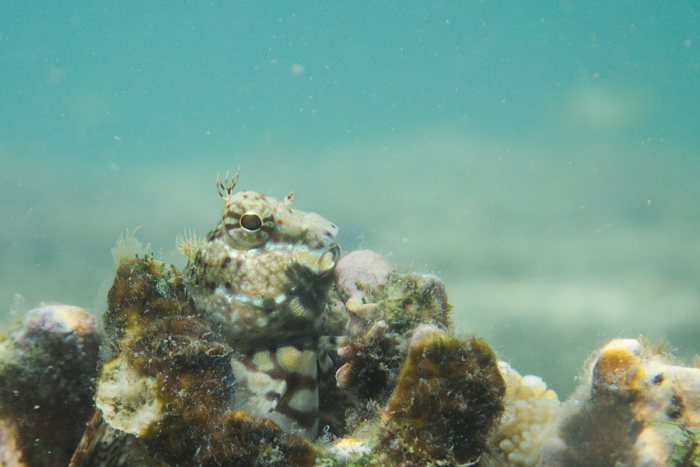 Salarias fasciatus