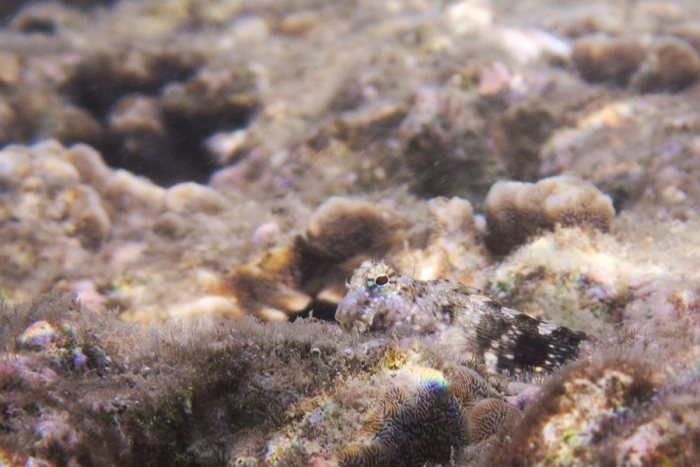 Salarias fasciatus