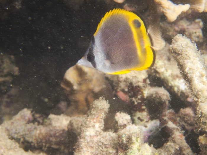 Chaetodon flavirostris