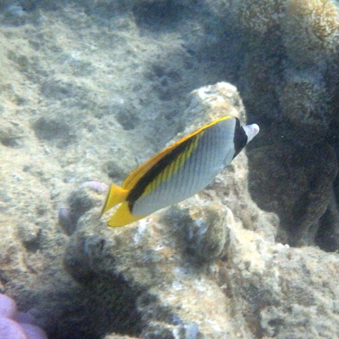 Chaetodon lineolatus