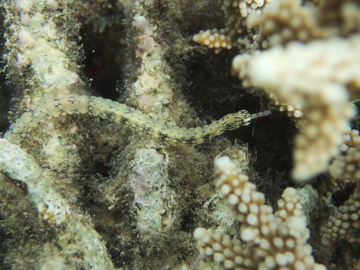 Corythoichthys haematopterus